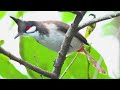 Birds Singing Without Music - Relaxing Bird Sounds, Soothing Nature Sounds, Working, Studying