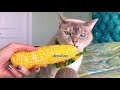 ASMR - CAT EATS CORN