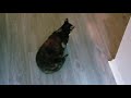 Tormenting Cats (lol) - Tap under feet