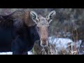 Black Rock Ranch Harrison Idaho Ranch For Sale Horse Property