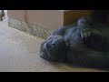 Gorilla Daughter Watching For Dad not To Get Excited | The Shabani's Group