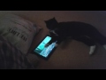 Jack the cat attacks his cat dvd