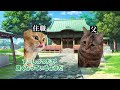 【猫ミーム】×【怖い話】ヤマノケ #猫マニ  #怖い話