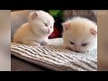 Funniest Cats and Dogs 🐶🐱 _ Funny Animal