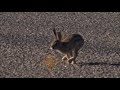 Ultra Super Slow Motion Reveals How Rabbits Run 1,000 Frames Per Second