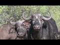 Why Cape Buffalos Are Called Black Death!