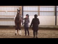Manners Matter | In-Hand Horse Training