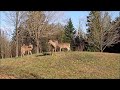 Deer in the Park Feeding