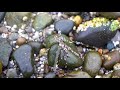 Fishing the Herring Spawn in Washington (Catching Herring for Bait) + Underwater Fish Footage