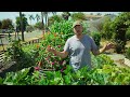 Grow Zucchini Vertically to Save Space And Boost Harvests