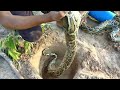 Primitive Technology | Easy Snake Trap Using Big PVC & Bucket Catch 2 Python Snake