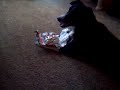 dog opens xmas present like a champ