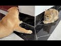 The funny puppy conquered the grumpy kitten! Finally the cat dog became friends.Cute animal videos