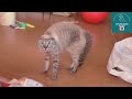 Funny cats & dogs will cheer you up