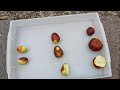 Jujube Taste Test Comparison: GA866, Lang, and Li