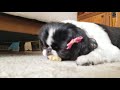 Japanese chin grubbing on corn