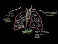 What is pneumonia? | Respiratory system diseases | NCLEX-RN | Khan Academy