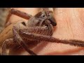 I Caught a DEADLY Spider BY HAND!