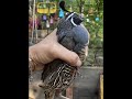 My California Quails.Story from being babies up to 4 months living with me.