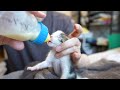 Suddenly Refusing Milk! Tube Feeding a Kitten with Unknown Cause