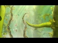 Rayman Legends: Toad Story Walkthrough