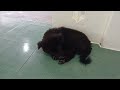 Try Not To Laugh 🐶😻 Funniest Cats and Dogs 2024 😜