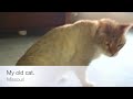 My Old Cat: iPhone 4 Video/Camera/iMovie Quality Test.