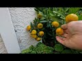 Kishu Orange 2022 Harvest Loads of Fruit