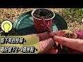 植物要怎麼扦插，成功生根的關鍵  Propagate Plants from Cuttings