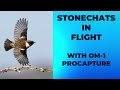 Photographing Stonechats in Flight using the OM-1 Procapture