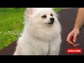 Male vs Female Pomeranians- 10 Differences Between Them