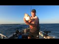 Trolling Bonito and catching Snapper on the Pro Lure Clone Prawn Newcastle NSW