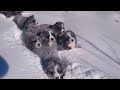 Time for fun in the snow 😀 puppies Bernese Mountain Dog 12 weeks