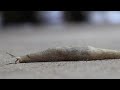 Very long slug
