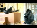 Gorilla siblings play excitedly beating their chests.｜Shabani Group