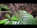 Costa Rica Herping: GIANT Fer-De -Lance, a New Coral Snake and More (2024)