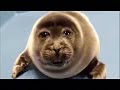 Sad seal part 7