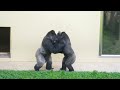 Silverback Gorilla Having a Good Time with His Teenage Son | The Shabani's Group