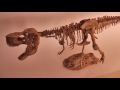 3D Pen Creations | Making a realistic T-Rex skeleton | 3D Pen Art | Time lapse | T Rex