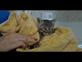 We went to Rescue 2 Kittens, but we Never Expected to meet 100 Hungry Cats