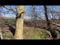 Video anemone postcard from Grønnehave Woods