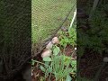 Animals dug up my garden 😭😭