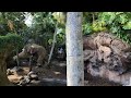 🔴Live: An Animal Kingdom Morning with Animals, Characters & More! - Walt Disney World - 6-5-24