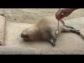 Watch What Happens When Baby Capybara Is Petted! Nadeshiko