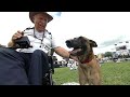 Large Dog Agility - 2013 Purina® Incredible Dog Challenge® St. Petersburg