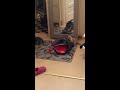 Kittens Discovering Mirrors for the First Time #Cute