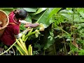 Nghiem stays at home to raise chickens and grow sugarcane - Harvesting banana flowers to sell