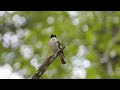 Trauerschnäpper - Gobemouche noir - Pied Flycatcher -Kara Sinekkapan (Ficedula hypoleuca)