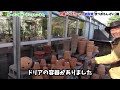 【まつおえんげい】 皆様この店には充分気をつけて下さい　                          【カーメン君】【園芸】【ガーデニング】【バラ】