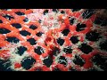 Yawning frog fish | Kapalai | Seaventures | 2024